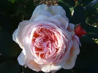 S4300033.webp