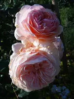 S4300035.webp