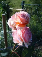 S4300036-1.webp