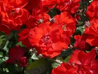 P1060943_600_450.webp