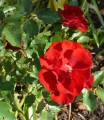 P1060967_526_600.webp
