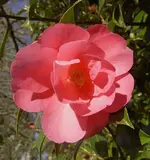 7597.webp