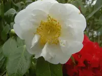 7609.webp
