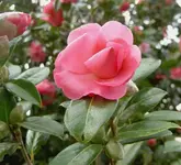 Kamelie (6).webp
