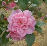 Kamelie (9).webp