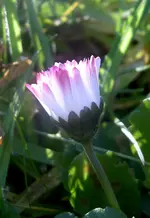 Gaenseblumenknospe v.webp