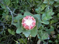 Protea v.webp