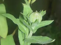 Ringelblumenknospe (1).webp