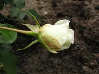 P1017473.webp