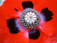 Mohn Innen v.webp