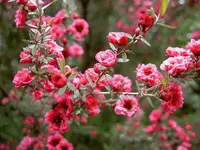 Manuka v.webp