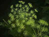 Dill v.webp