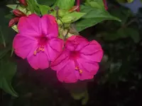 Sommer 2009 399 v.webp