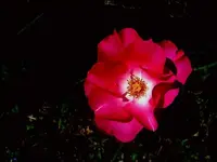 Sommer 2009 509 v.webp