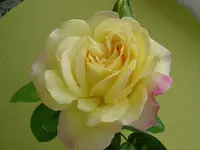 Rosen c 003 v.webp