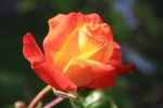 Rose Orangerot.JPG