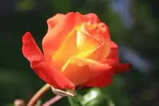 Rose Orangerot.webp