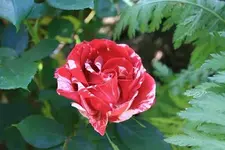 Rose Weiß Rot.webp