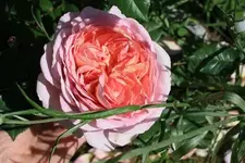 Rose I.webp