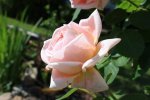 Rosa Rose.JPG