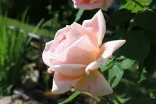 Rosa Rose.webp