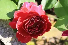 Rose Rot mit weißem Rand.webp
