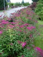 Hecke1.webp