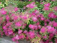 Hecke3.webp