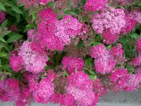 Blüten der Hecke1.webp