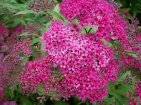 Blüten der Hecke2.webp