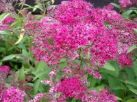 Blüten der Hecke3.webp