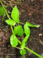 IMG_0727_3_1.webp