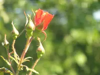 2009 -5 Garten 074.webp