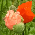 2009 -5 Garten  Mohn  016-1.webp