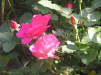 2009 -5 Garten 080.webp