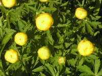 2009 -5 Garten 014.webp