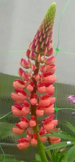 Lupine rosa 1.webp