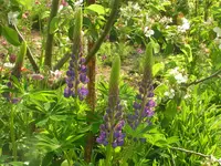 Lupinen 0054.webp