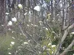 2009 -4 Garten 048.webp