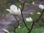 2009 -4 Garten 053.webp