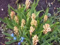 2009 -4 Garten 037.webp