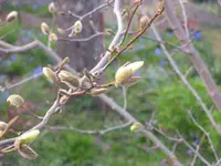2009 -4 Garten 038.webp