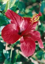 blume_rot_2.webp