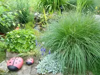 Teich1.webp