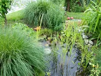 Teich3.webp