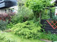 Vorn4.webp