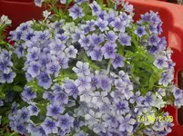 100_1891.webp