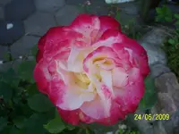 100_1892.webp