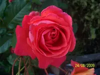 100_1893.webp