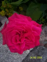 100_1894.webp